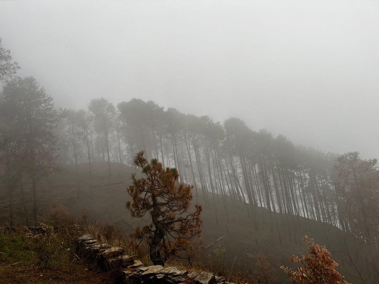Misty pine forest on the hillside