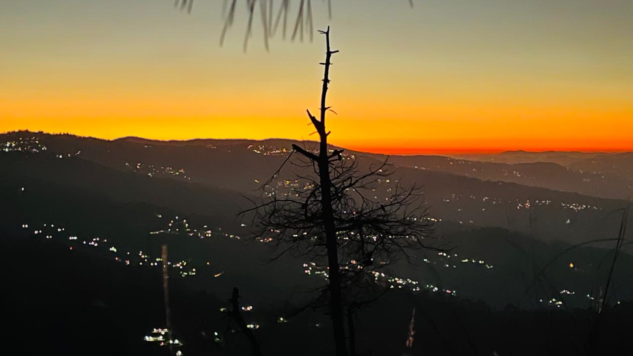 Orange glow sunset with tree silhouette